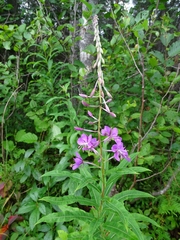 Chamaenerion angustifolium