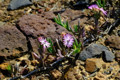 Ruschia geminiflora