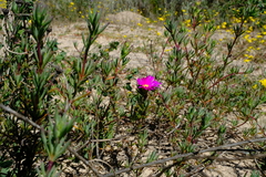 Lampranthus tenuifolius