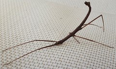 Pachymorpha