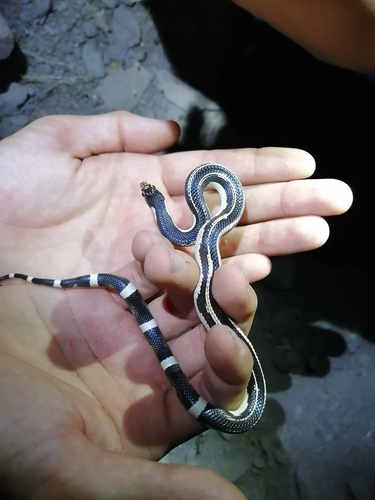 Long-nosed Snake, Guaymas, Son., México, photo 2 of 10