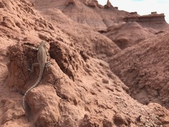 Uta stansburiana uniformis