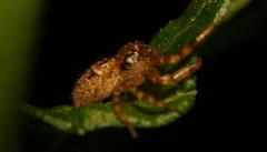 Indoxysticus