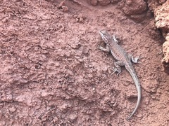 Uta stansburiana uniformis