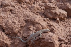 Uta stansburiana uniformis