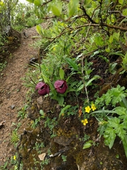 Cypripedium tibeticum