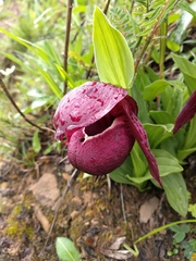 Cypripedium tibeticum