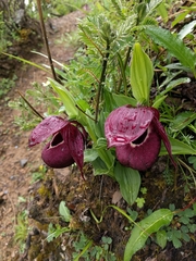 Cypripedium tibeticum