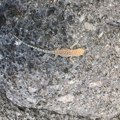Uta stansburiana uniformis