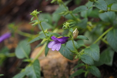 Adenosma glutinosum