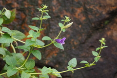 Adenosma glutinosum