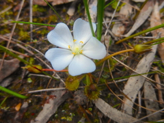 Drosera schmutzii