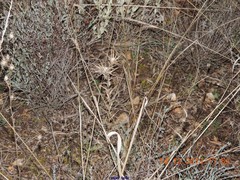 Teucrium pseudochamaepitys