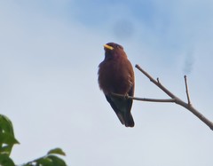 Eurystomus glaucurus suahelicus