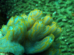 Botrylloides magnicoecus