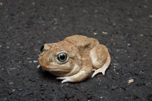 Great Basin Spadefoot