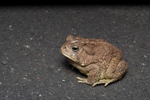 Woodhouse's Toad