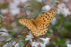 Argynnis hyperbius