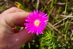 Lampranthus lavisii