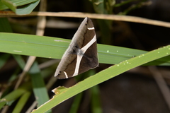 Bastilla arctotaenia