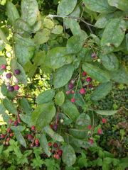 Amelanchier × lamarckii