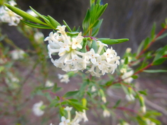 Pimelea stricta