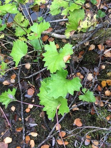 Arctic Butterbur