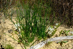 Trachyandra chlamydophylla