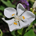 Lord Howe Wedding Lily - Photo (c) Quartl, some rights reserved (CC BY-SA)