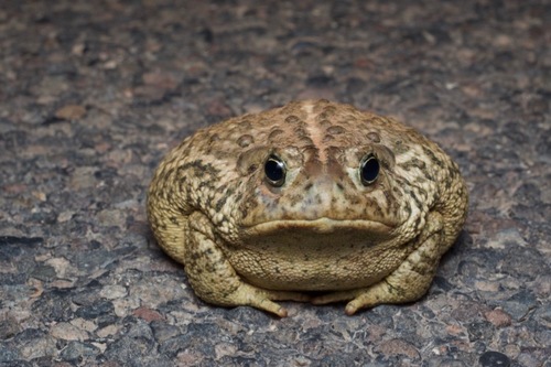 Woodhouse's Toad