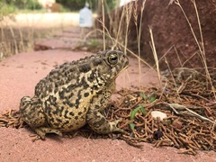 Woodhouse's Toad photo 3