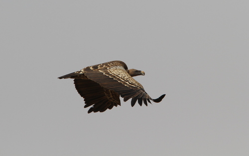 Common Rüppell's griffon