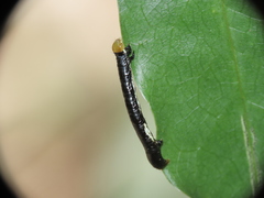Catoria sublavaria