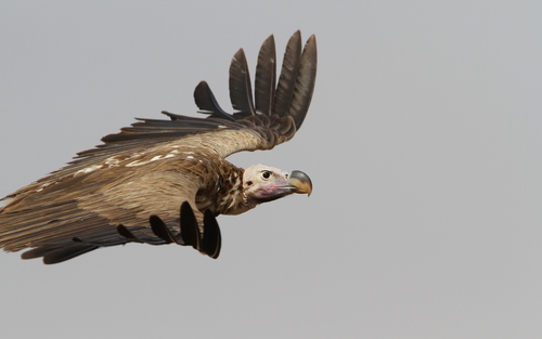 Lappet-faced Vulture
