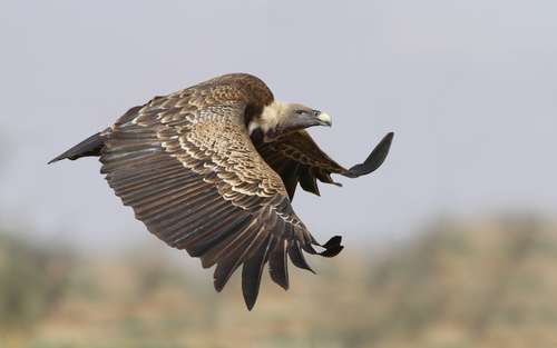 Rüppell's Vulture