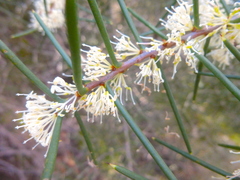Hakea rugosa