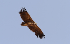 Lappet-Faced Vulture photo 5