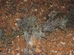 Teucrium pseudochamaepitys