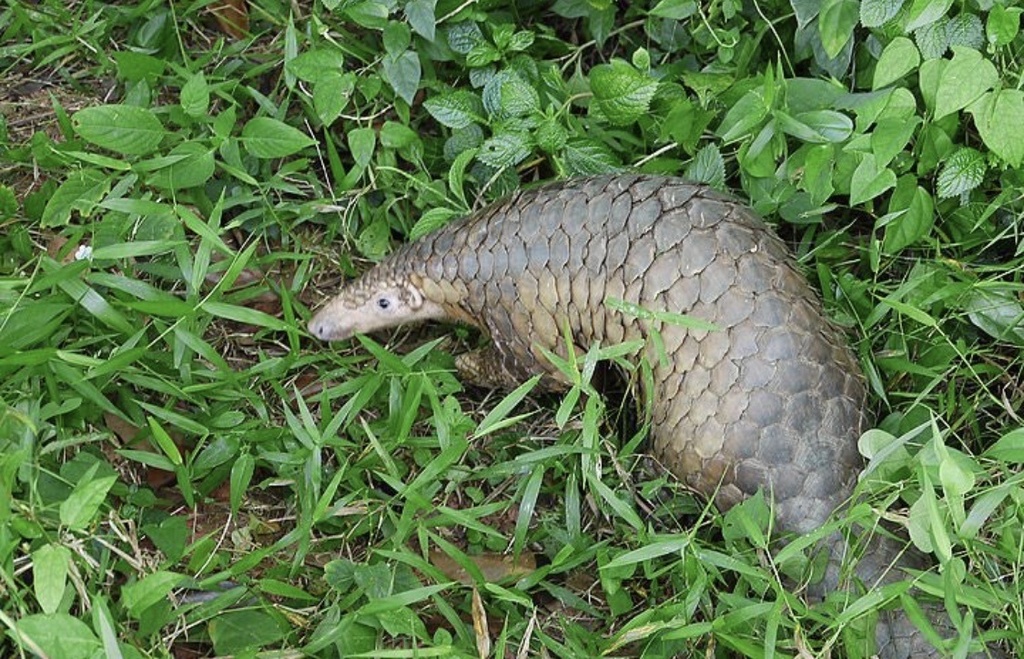 Sunda Pangolin in September 2020 by dannynelson_ · iNaturalist