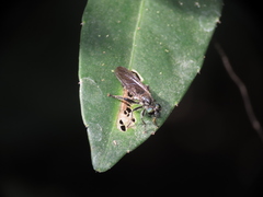 Laphriini