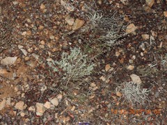 Teucrium pseudochamaepitys