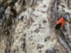 Melanopleurus belfragei