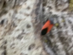 Melanopleurus belfragei