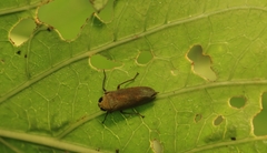 Calodia kirkaldyi