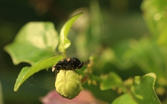 Macrosiagon bipunctata