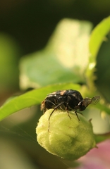 Macrosiagon bipunctata