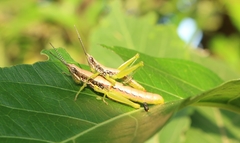 Neorthacris