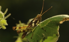 Pirithoicus ophthalmicus