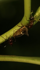 Otinotus