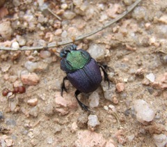 Phanaeus difformis